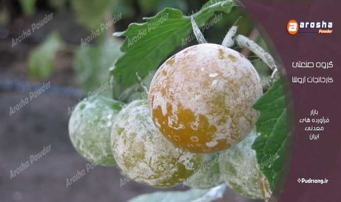 آفتاب سوختگی درختان با پودر کائولن